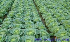 大、中棚春甘藍早熟高效栽培的關鍵措施