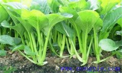 菜心的品種有哪些 菜心品種的三種不同類(lèi)型