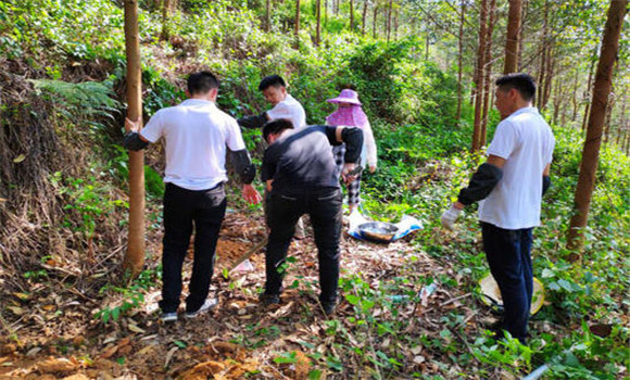 桉樹(shù)枯萎病的防治方法