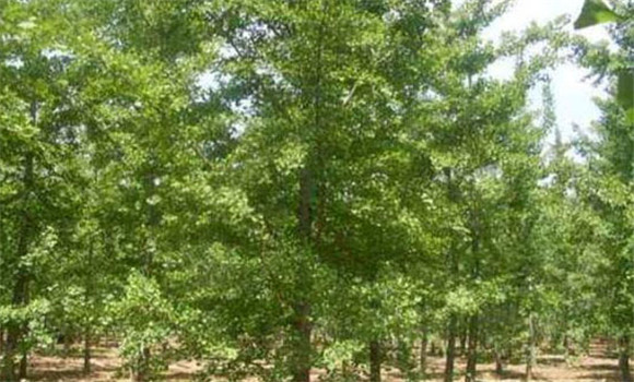 豐產(chǎn)早銀杏果銀杏栽培技術