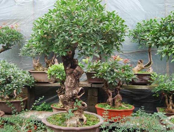 桂花的栽培技術(shù)