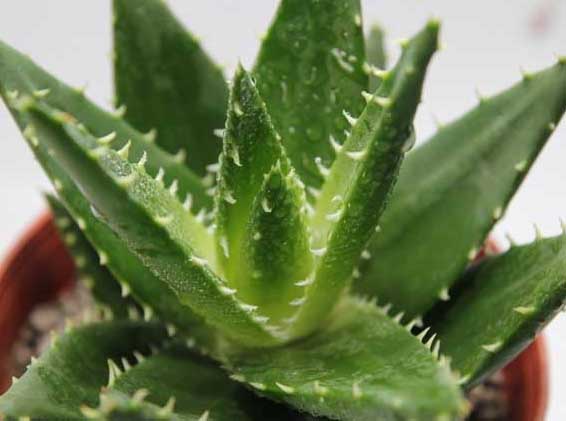蘆薈的功效與作用