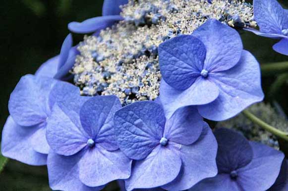 繡球花的養(yǎng)殖方法 花卉的栽培技術(shù)