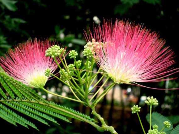 合歡花的功效與作用 合歡的功效與作用