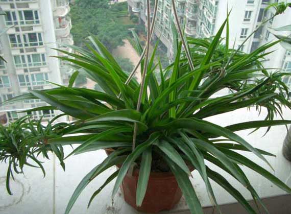 吊蘭的養(yǎng)殖方法 吊蘭的栽培技術(shù)