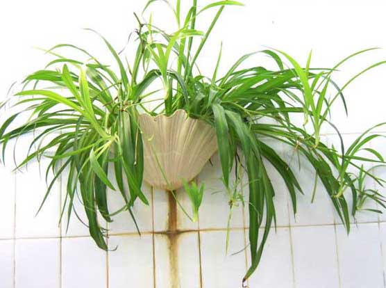 吊蘭的養(yǎng)殖方法 吊蘭的栽培技術(shù)