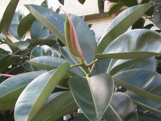 橡皮樹的養(yǎng)殖方法 橡皮樹的栽培技術(shù)