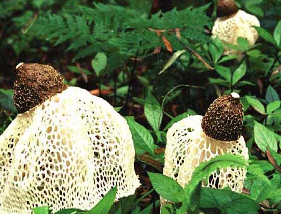 竹蓀-有關竹蓀的知識 竹蓀圖片