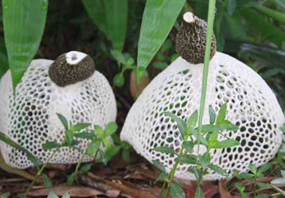 竹蓀-有關竹蓀的知識 竹蓀圖片