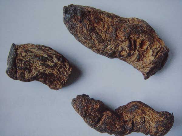 地黃的功效與作用