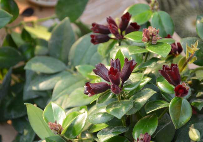 口紅吊蘭的養(yǎng)殖方法 吊蘭的栽培技術