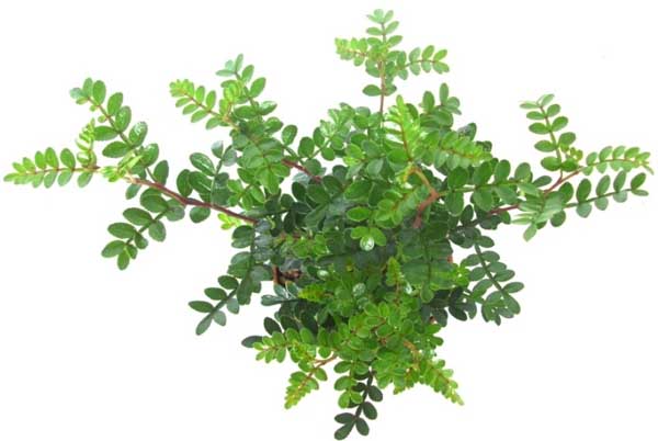 清香木為什么老掉葉? 清香木掉葉子怎么辦