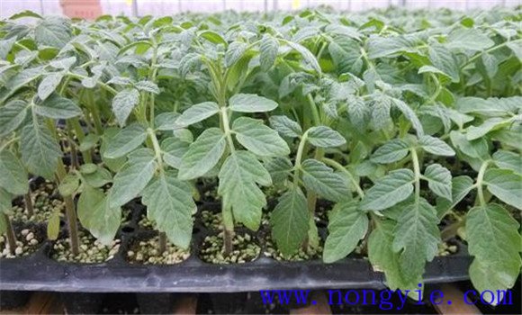 西紅柿苗期管理要點(diǎn)