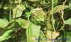 豇豆花葉病原是什么，豇豆花葉病怎么治