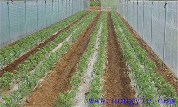 番茄的定植方法