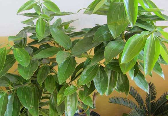 平安樹(shù)圖片