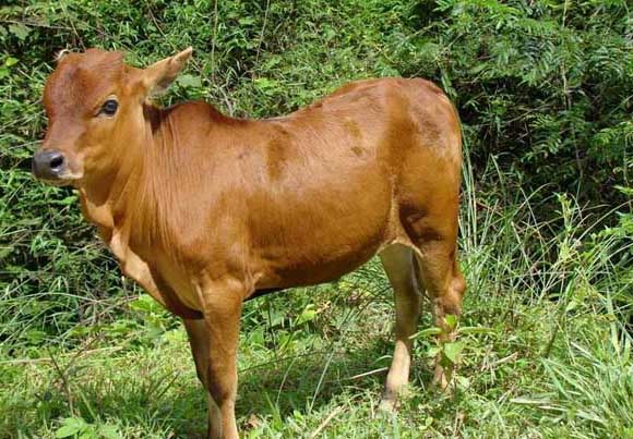 魯西黃牛-有關(guān)魯西黃牛的資料 魯西黃牛圖片