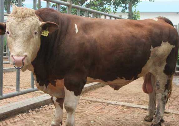 西門塔爾牛圖片