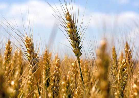 小麥-有關(guān)小麥的資料 小麥圖片