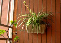 常見的吊蘭的種類有哪些？