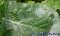 西葫蘆褐腐病的癥狀、發(fā)病規(guī)律與防治方法