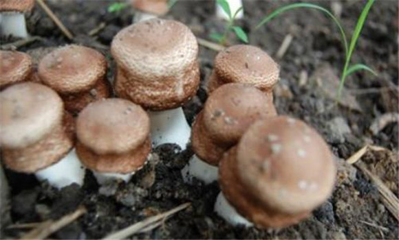 姬松茸營養(yǎng)價(jià)值與功效