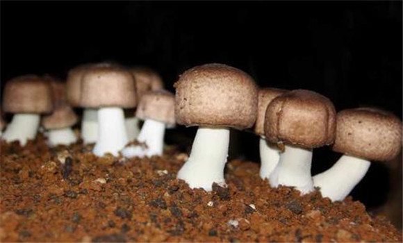 姬松茸栽培技術(shù)要點(diǎn)