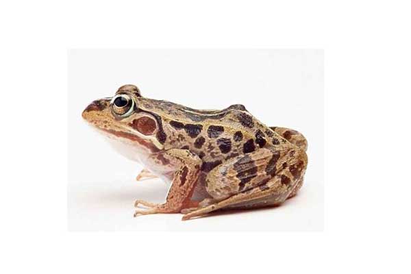 田雞的營養(yǎng)價(jià)值 雞養(yǎng)殖技術(shù)