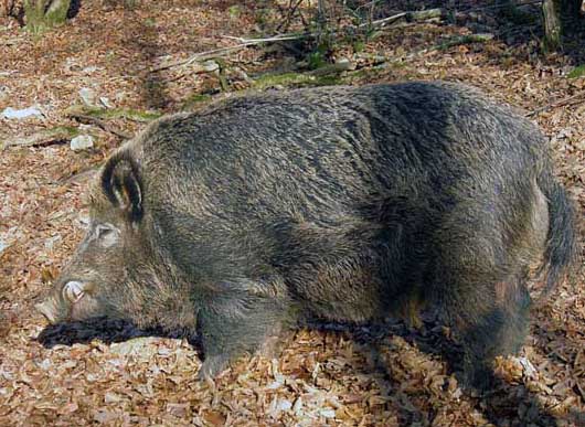 野豬肉的營養(yǎng)價(jià)值分析 野豬飼養(yǎng)管理方法