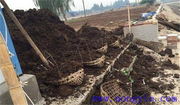 甜瓜基肥的施用