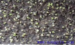 秋冬芹菜什么時(shí)候播種，秋冬芹菜栽培技術(shù)要點(diǎn)