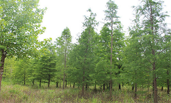 水杉的水肥管理