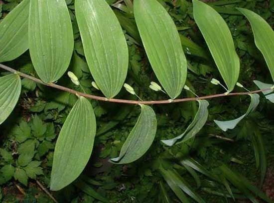 玉竹的功效與作用 其它作物的功效與作用