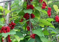 五味子的功效與作用 需哪些注意事項(xiàng)？