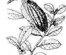 佛手瓜的功效與作用有哪些？