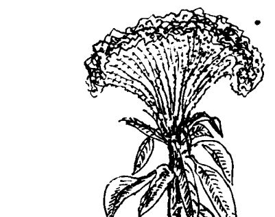 雞冠花的功效與作用-雞冠花的作用 雞冠花的功效與作用