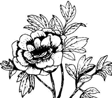 牡丹皮的功效與作用 中藥材的功效與作用