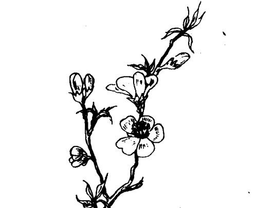 桃花有什么藥用價(jià)值 花卉的功效與作用