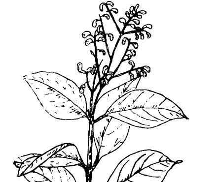 女貞子的功效與作用 女貞子的功效與作用