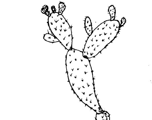 仙人掌的藥用價值-在關(guān)仙人掌的藥方 中藥材的功效與作用