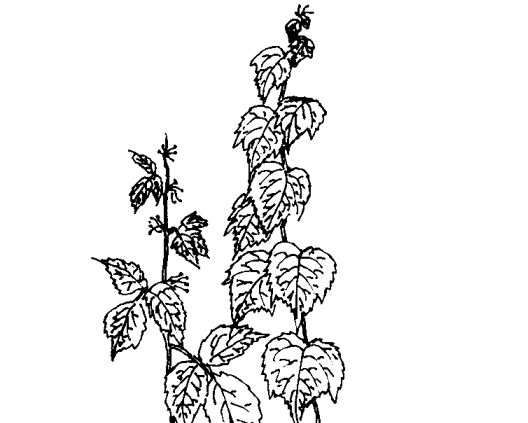 關(guān)于爬山虎的資料-爬山虎的藥用價(jià)值 花卉的功效與作用