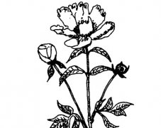 芍藥的功效與作用有哪些？