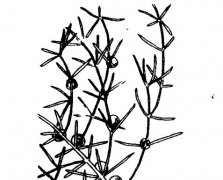 天門冬的功效與作用有哪些？