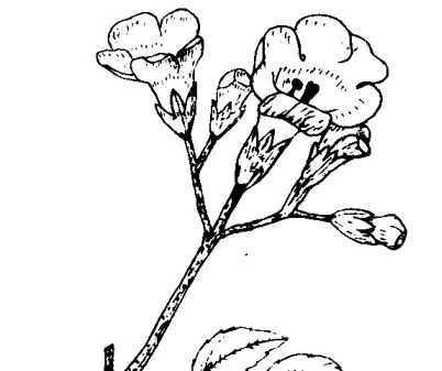 凌霄花的功效與作用 凌霄花的功效與作用