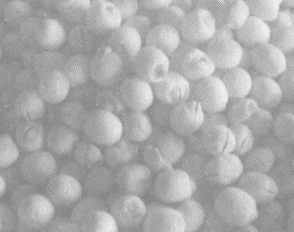 蓮子的功效與作用及食用方法 其他果樹的功效與作用