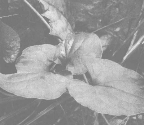 魚(yú)腥草的功效與作用