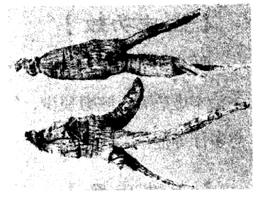 西洋參的功效主要有哪些 西洋參的功效與作用