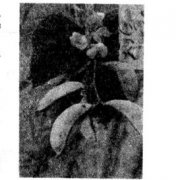 白扁豆的功效有哪些？