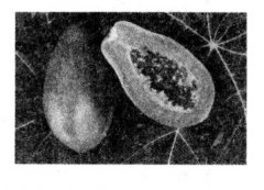 番木瓜的營養(yǎng)價值有哪些？