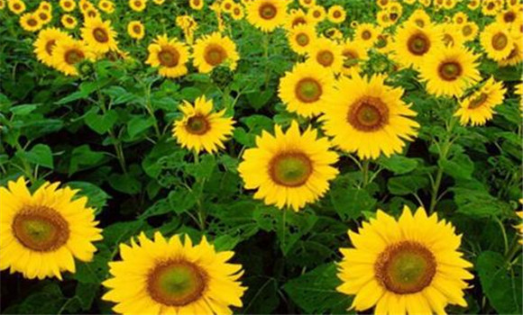 向日葵的種植方法